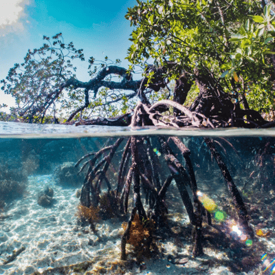 Excursions dans les mangroves