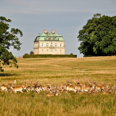 Le parc des cerfs Dyrehaven