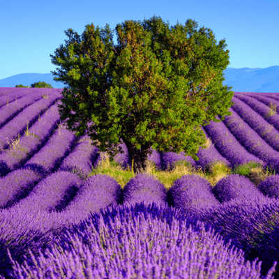 Le Plateau de Valensole