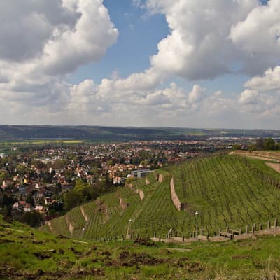 Les vignobles de Radebeul