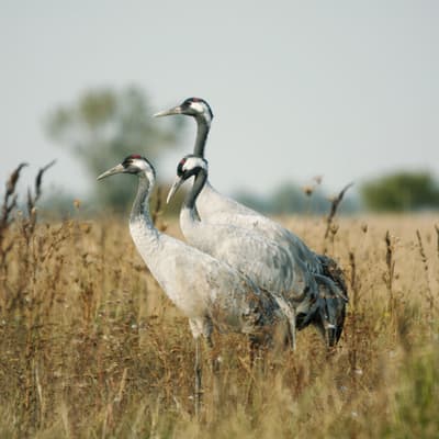 Le Parc national de Hortobagyi
