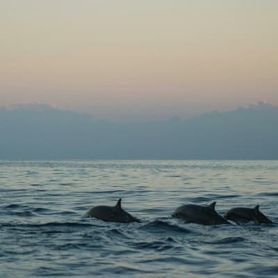 Sortie en bateau pour observer les dauphins