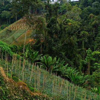 Cameron Highlands