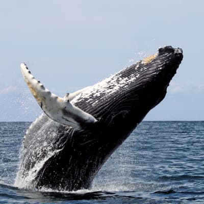 Observer les baleines à bosse