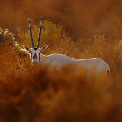 Shaumari Wildlife Reserve