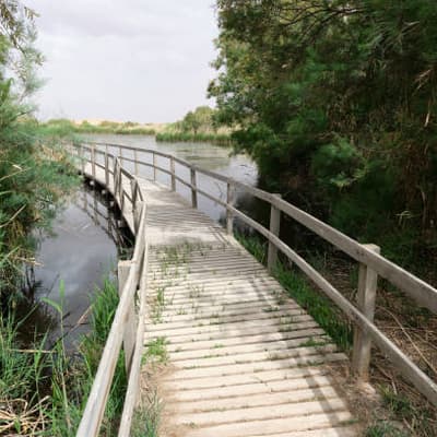 La Réserve humide d'Azraq
