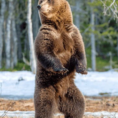 Rencontrer des ours bruns