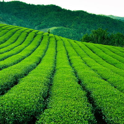 Les plantations de thé