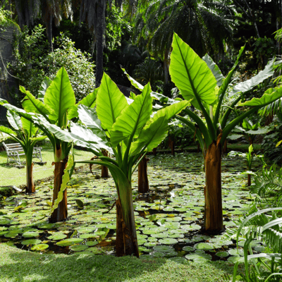 Jardin botanique de Victoria