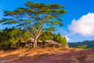 Chamarel