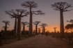 Baobabs Espèces