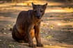  Fossa