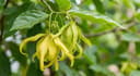  Ylang-Ylang