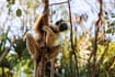  Sifaka