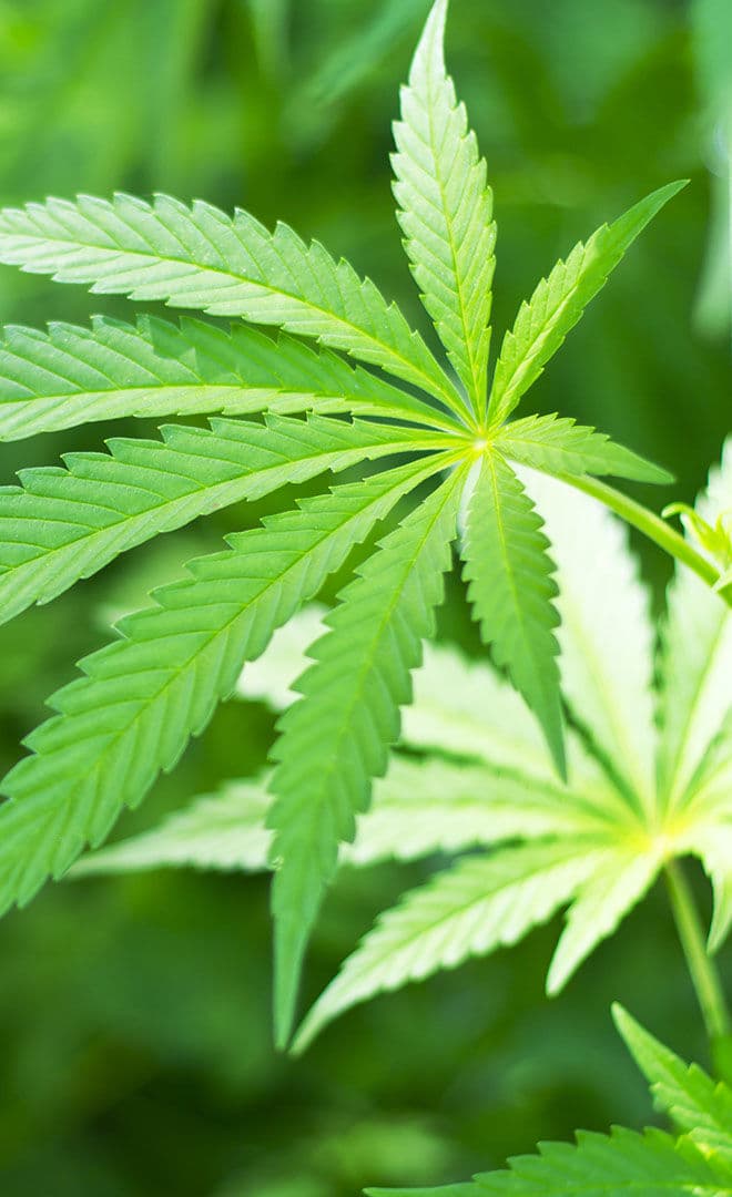 Le festival du Chanvre (Cannabis Cup)