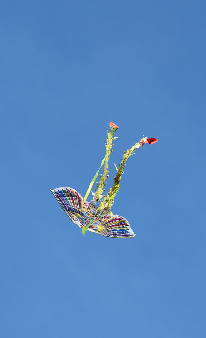 La saison des Cerf-volants