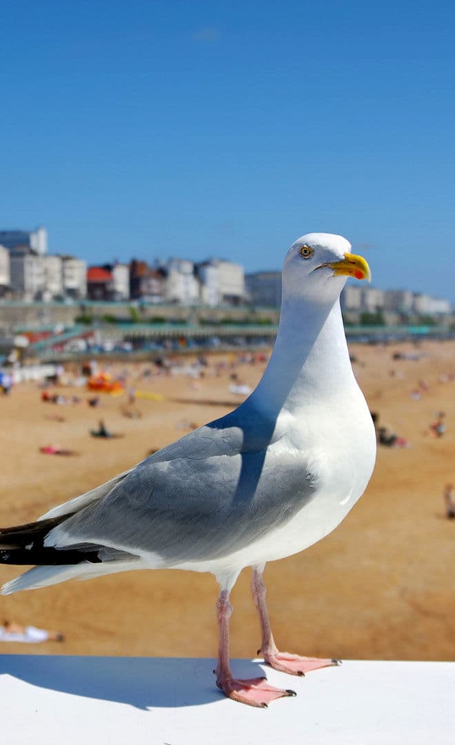 Brighton et l'environnement