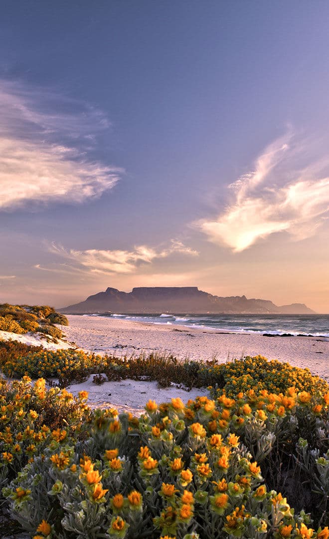 Cape Town et l'environnement