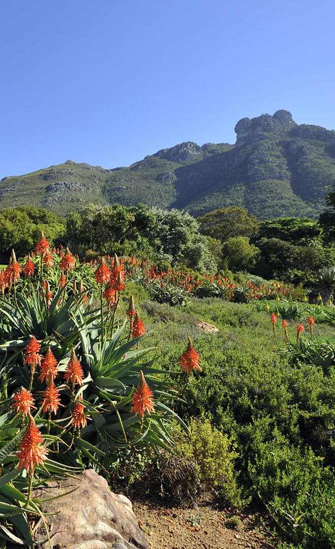 Faire un open air à Kirstenbosch