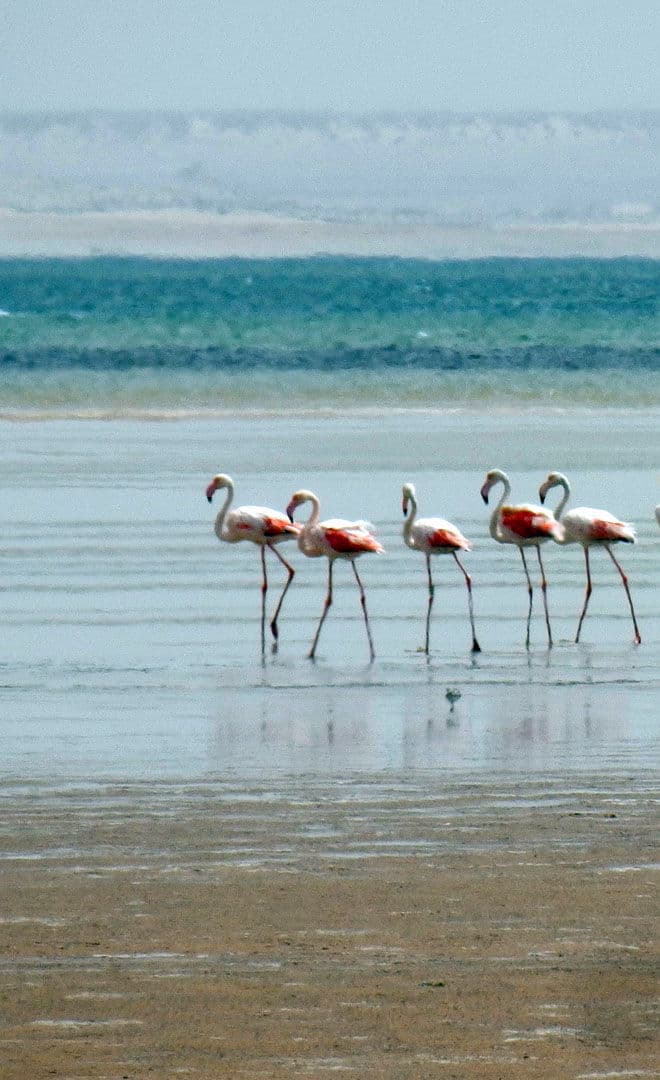 Dakhla et l'environnement
