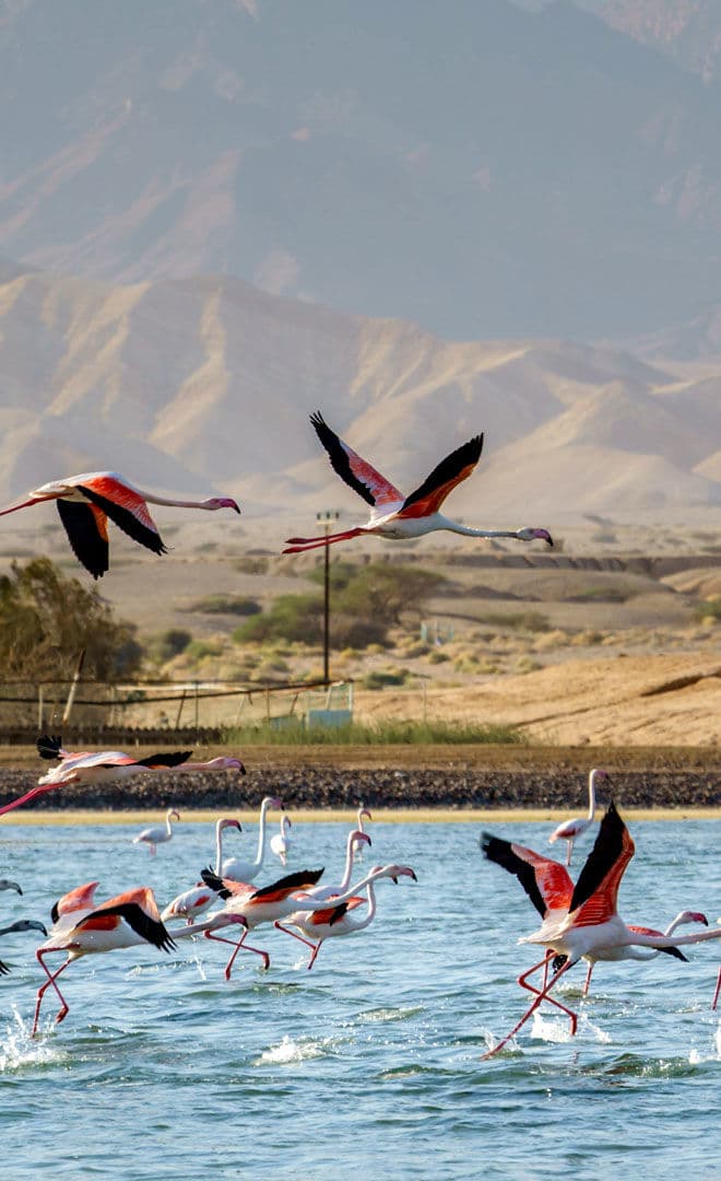 Le Birds festival en mars