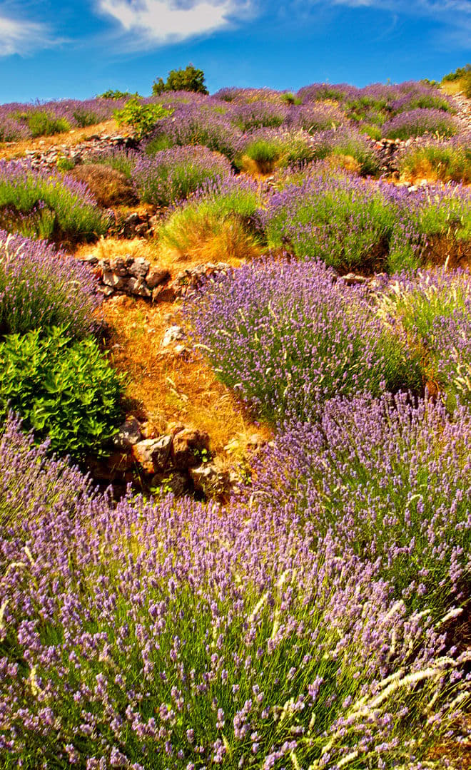 Hvar et l'environnement
