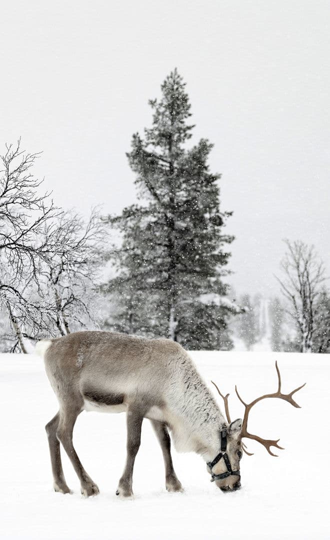 Rovaniemi et l'environnement