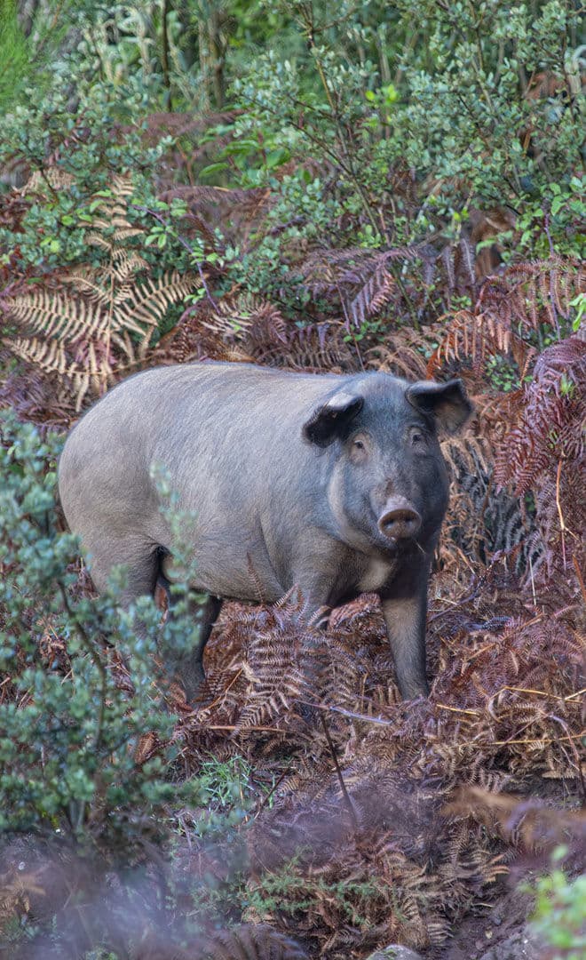 La route du jambon dans la sierra de Aracena