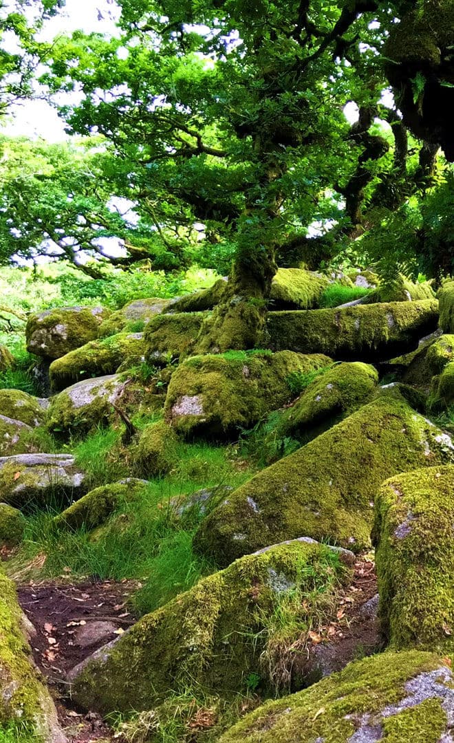 Wistman’s Wood