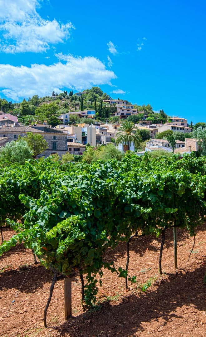 La route des vins