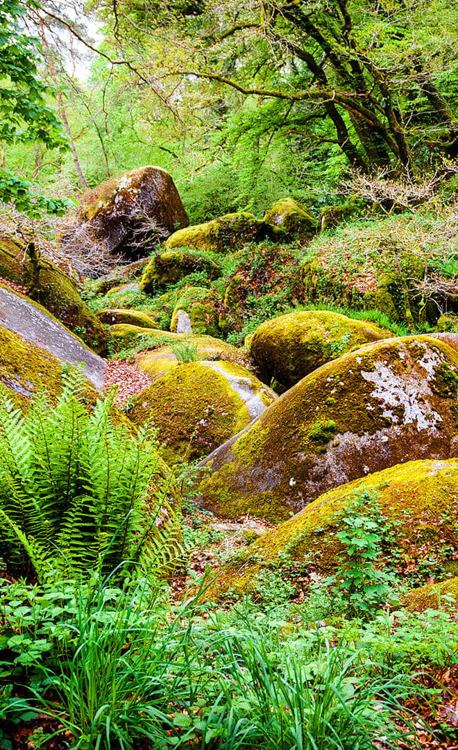 La forêt de Huelgoa
