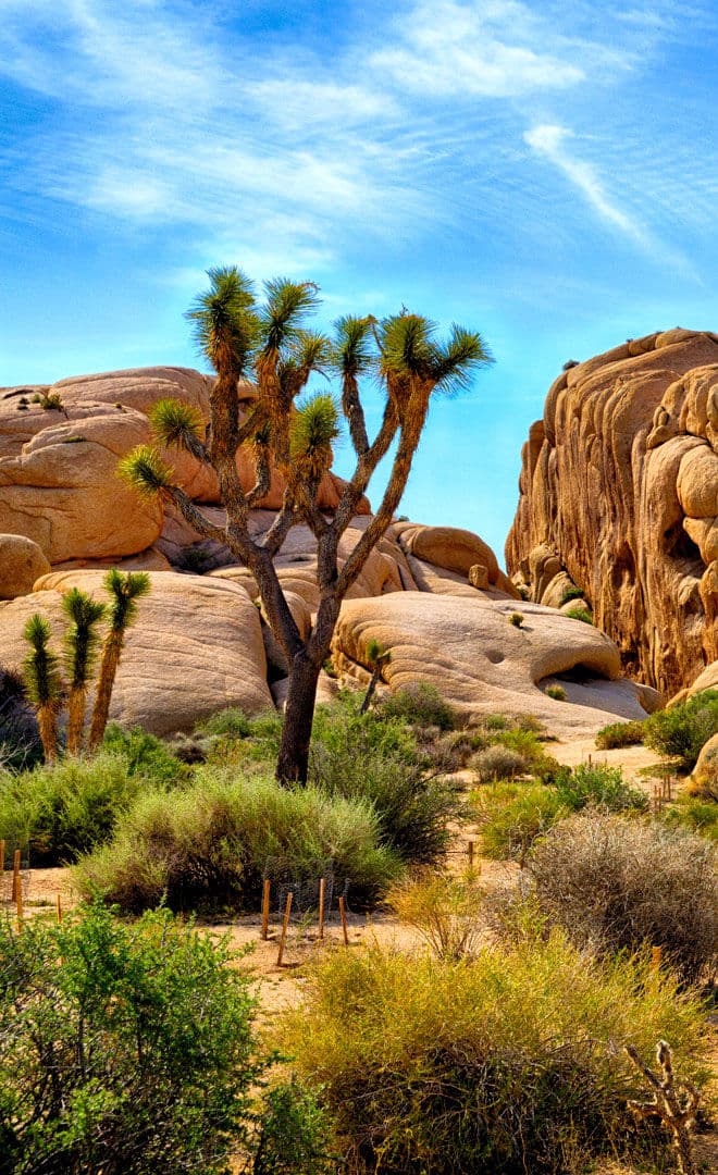 Le parc national de Joshua Tree
