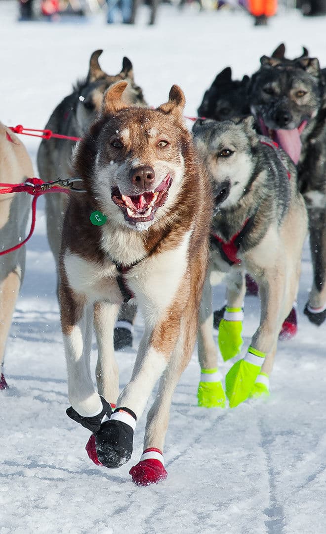 La Yukon Quest