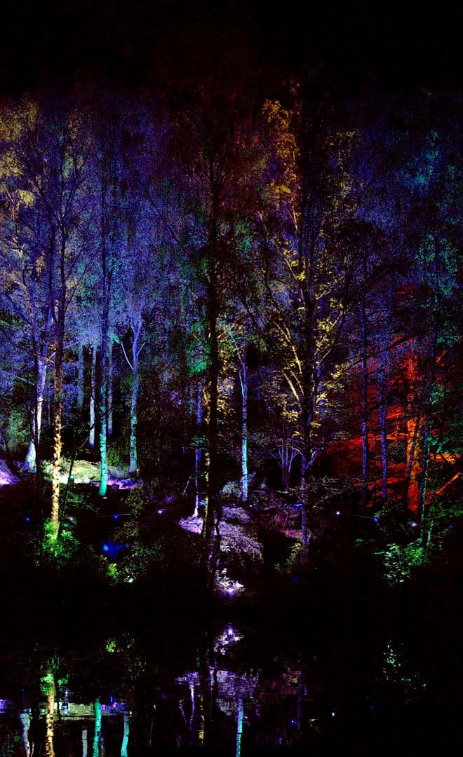 Enchanted Forest