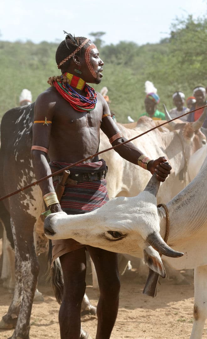 La cérémonie du saut des taureau