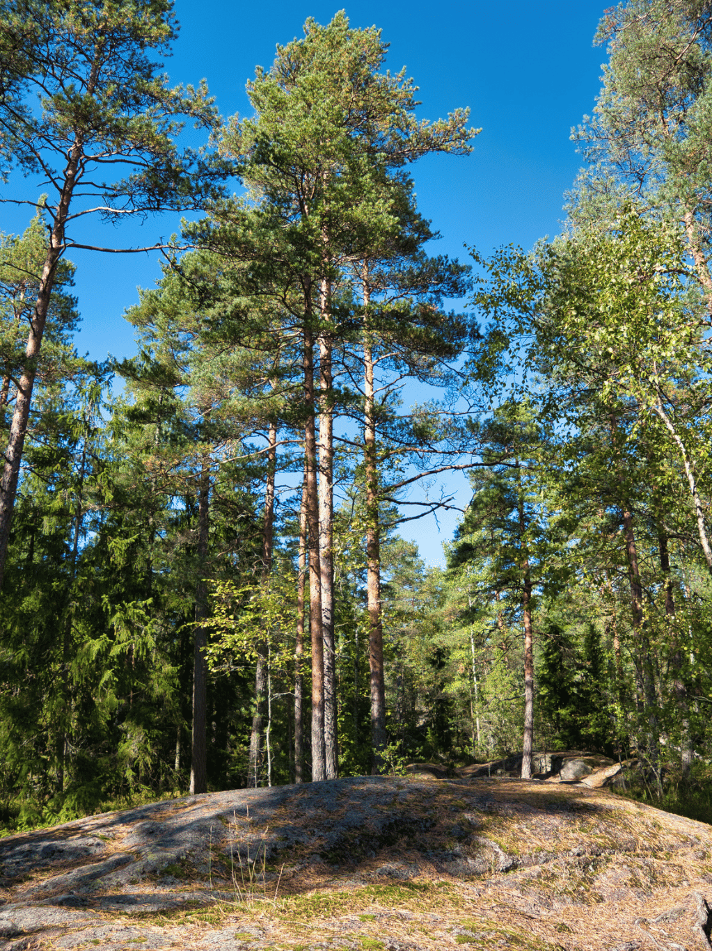 Helsinki et l'environnement