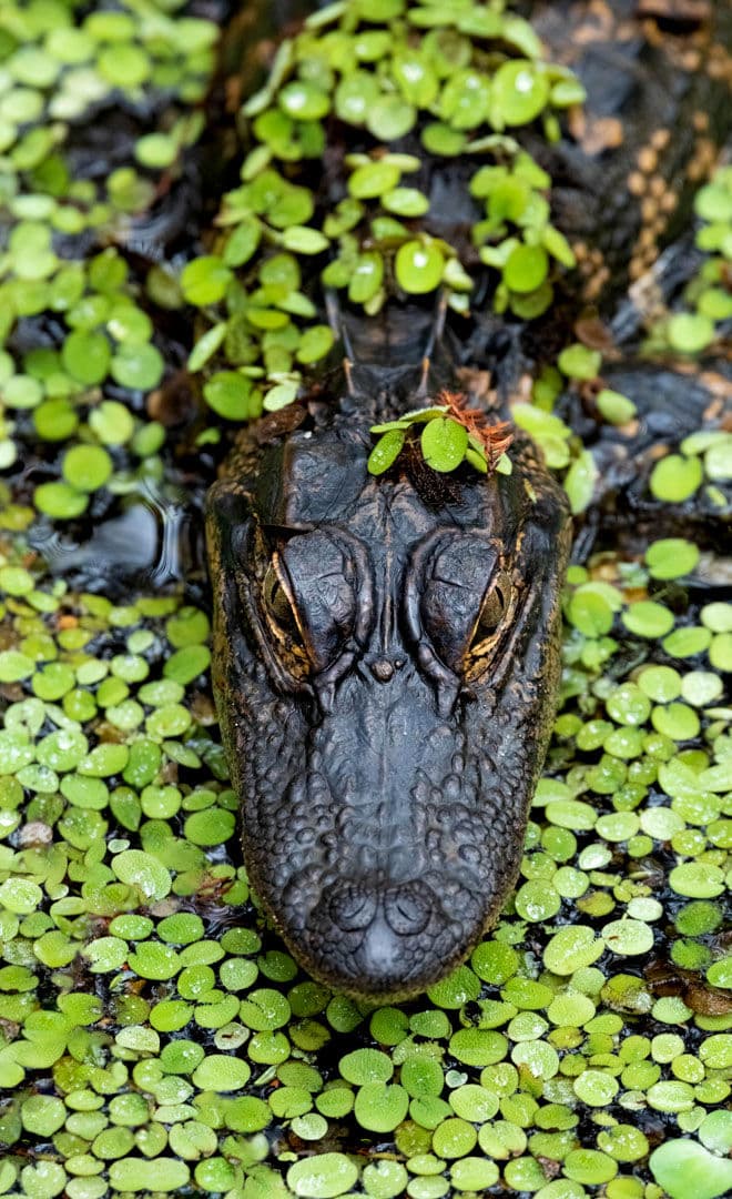 La Floride et l'environnement