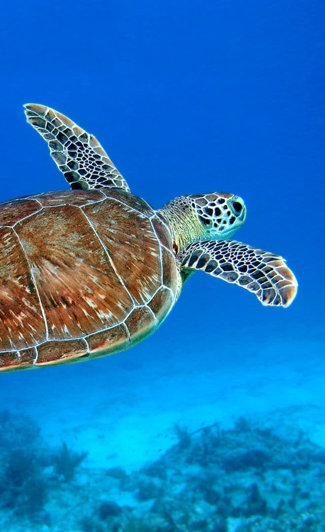Le Turtle Hospital: