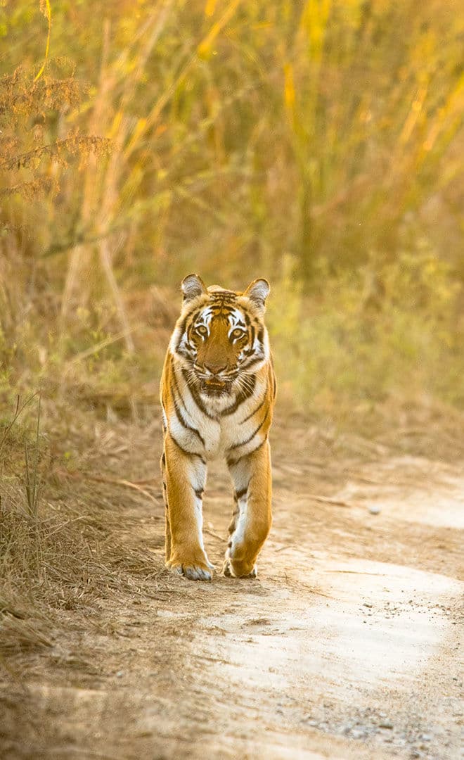 L’Inde et l'environnement