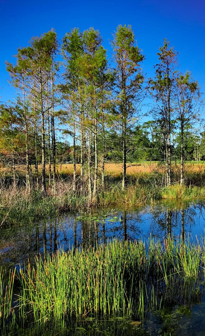 La Louisiane et l'environnement