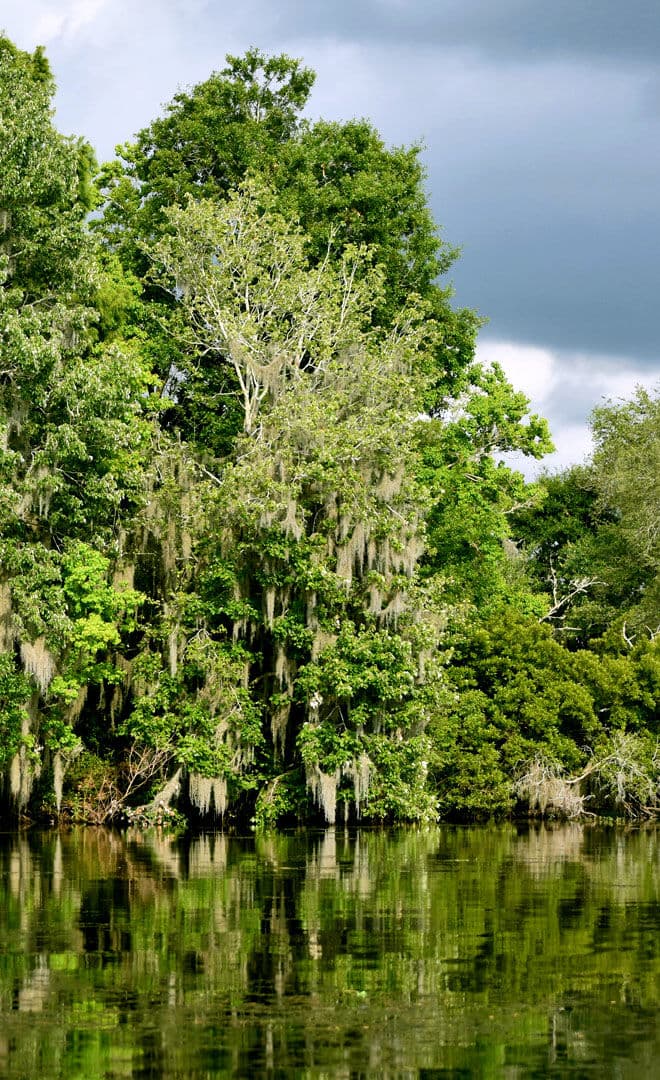 La réserve Barataria