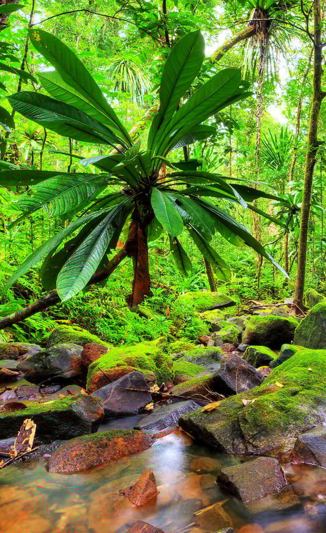 Madagascar et l'environnement