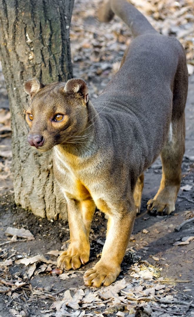 Madagascar_1.jpg