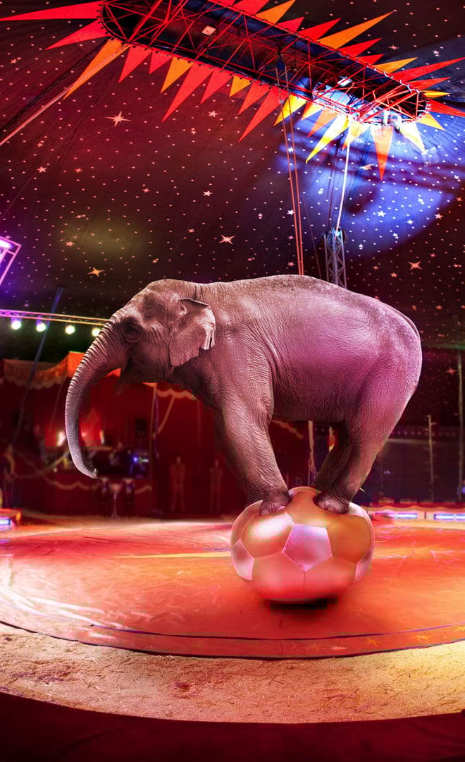 Le festival International du Cirque