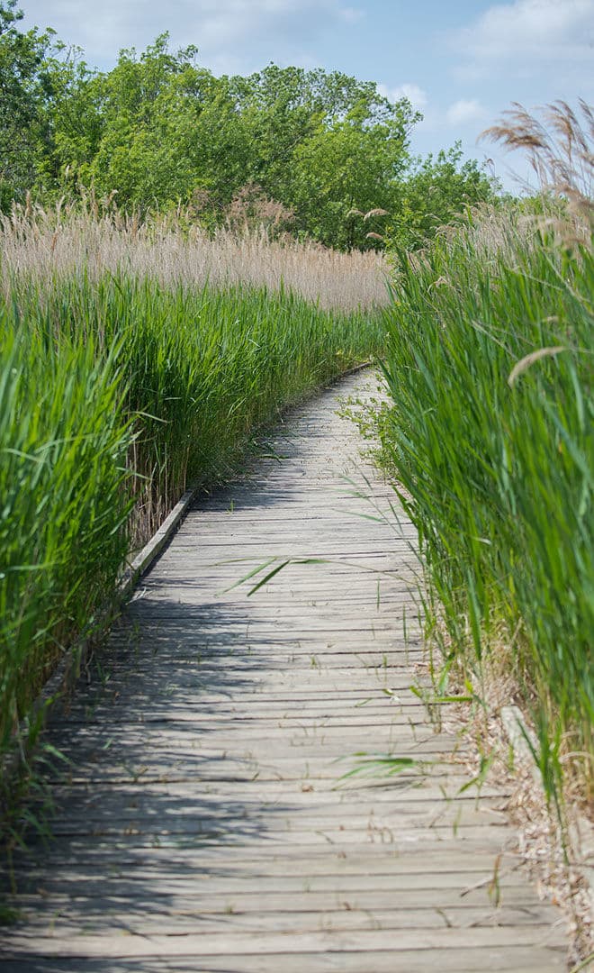 Les Marais du Vigueirat