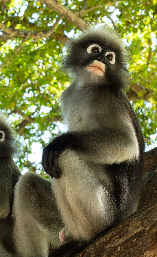 La réserve naturelle de Khao Phra Thaew