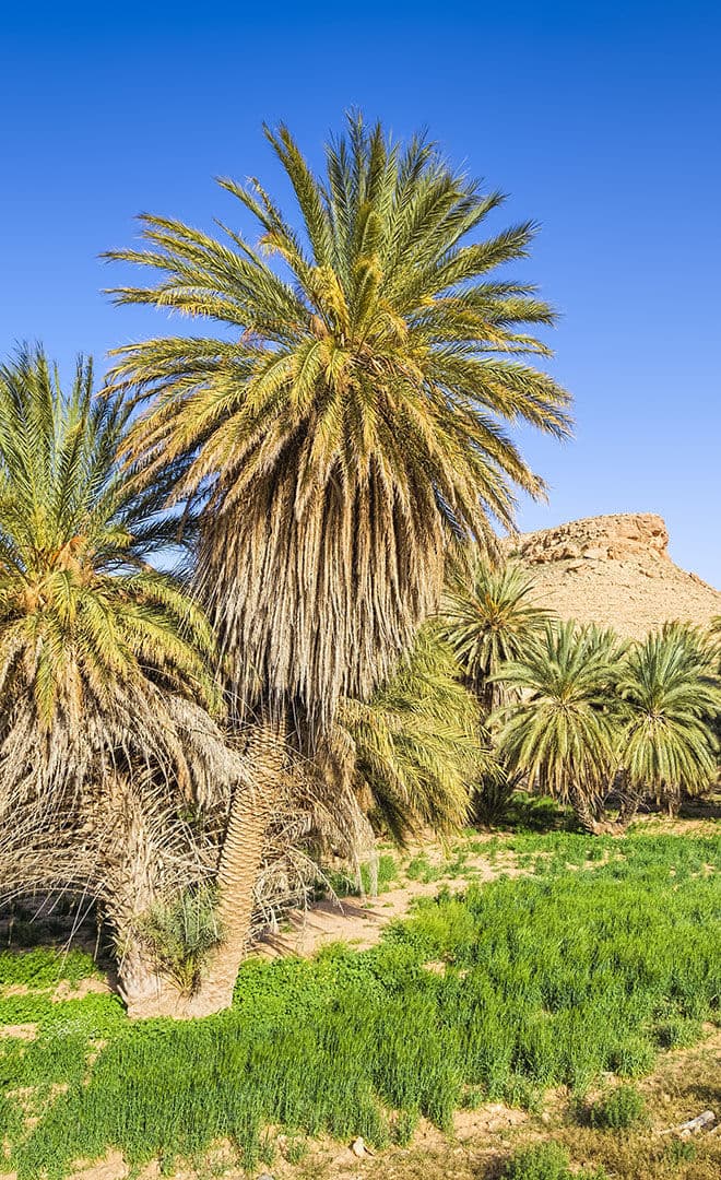 La Tunisie et l'environnement