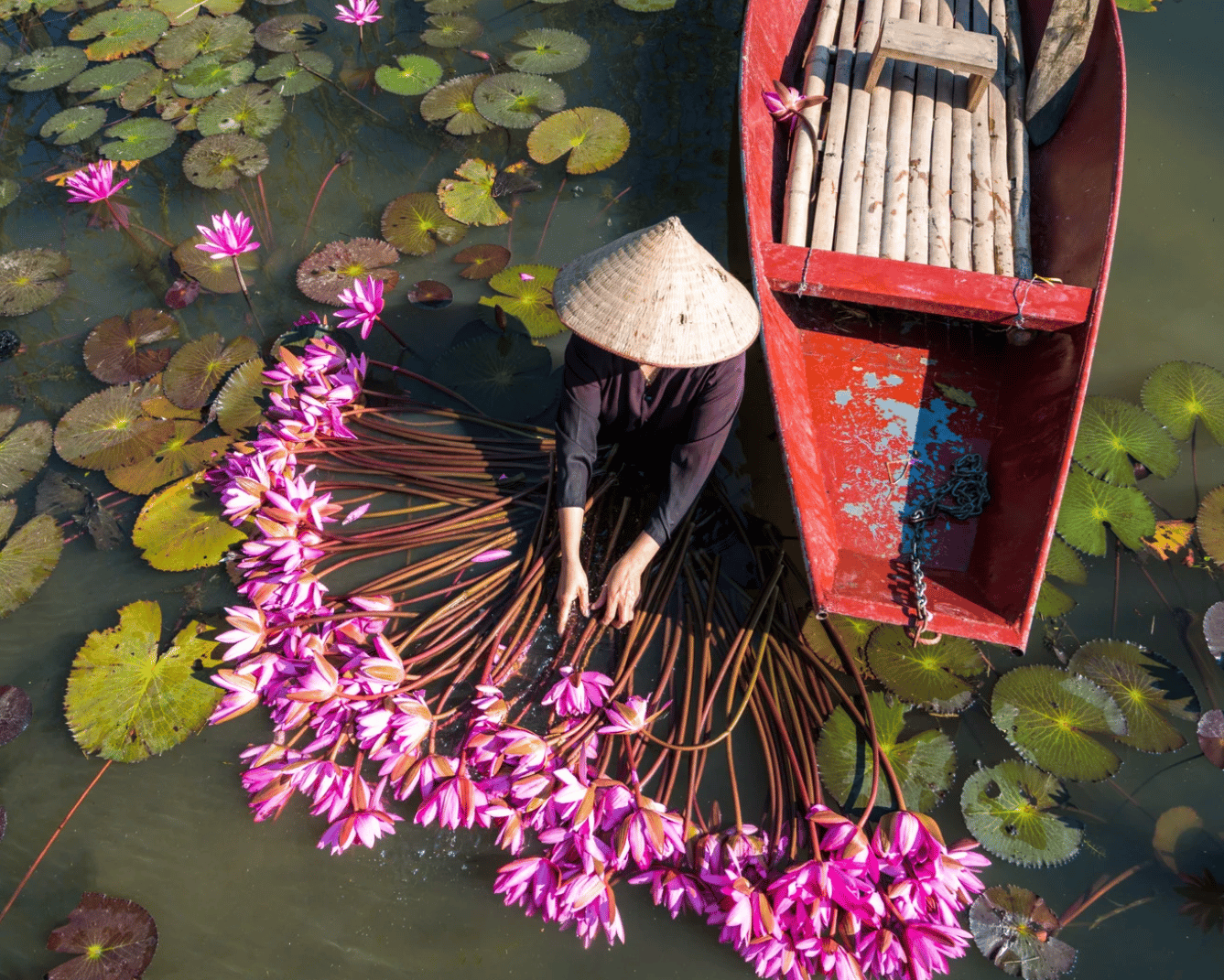 Le Vietnam et l'environnement