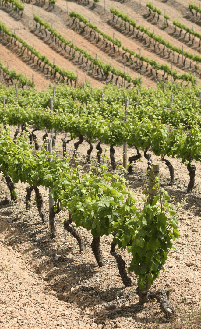 Route des vins de l'Alentejo