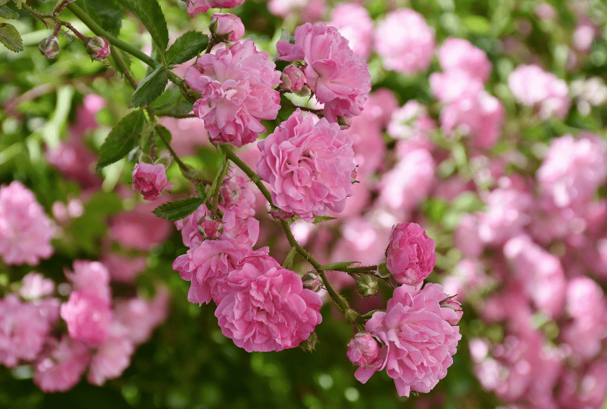 Les événements à ne pas manquer : Festival de la Rose